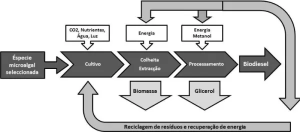 Fig. 1.7 - Representação esquemática das várias fases da produção do biodiesel (Adaptado de  Amaro et al., 2012)