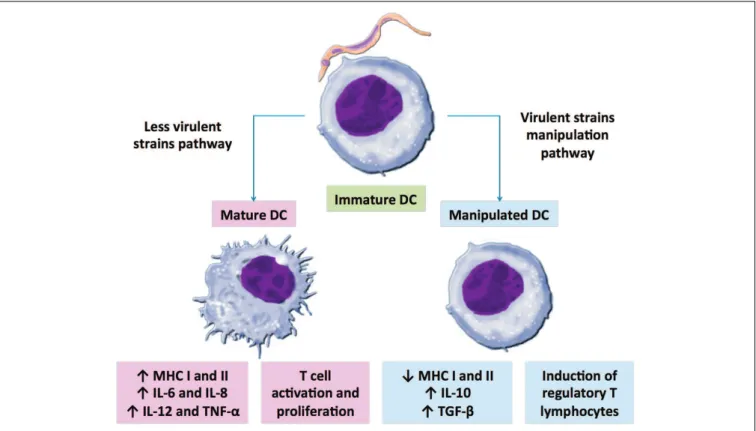 FIGURE 1 | Possible scenarios after dendritic cells (DCs)−Trypanosoma cruzi interaction
