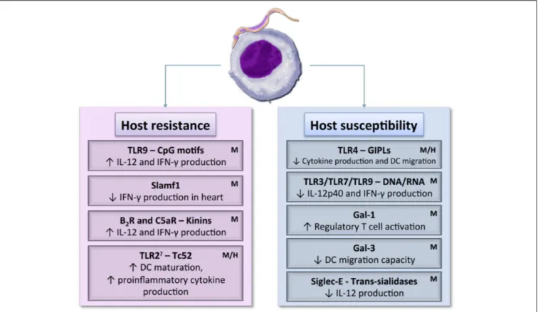 FIGURE 2 | Dendritic cell receptor–T. cruzi antigen interactions may induce host resistance or susceptibility to parasite by activating different DCs signaling pathways