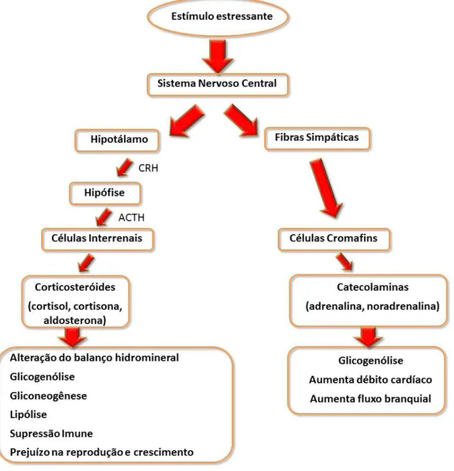 Figura  1.  Modulação  neuroendócrina  do  estresse  em  peixes.  Fonte:  adaptado  de  Wendelaar  Bonga, (1997)