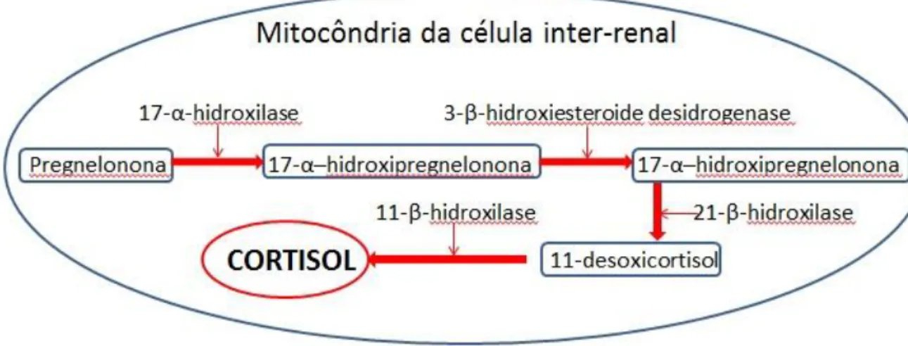 Figura 2. Síntese do cortisol em peixes. Fonte: Adaptado de Bizarro, 2013. 