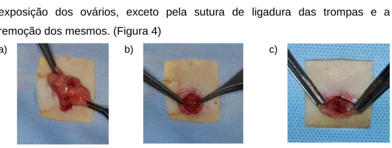 Figura  4  –  Cirurgia de simulação de Ovariectomia:  a) exposição do ovário;  b)  recolocação no interior do abdômen; c) sutura peritônio