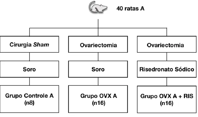Figura  6  -  Divisão  dos  grupos  experimentais  A  para  a  realização  do  tratamento