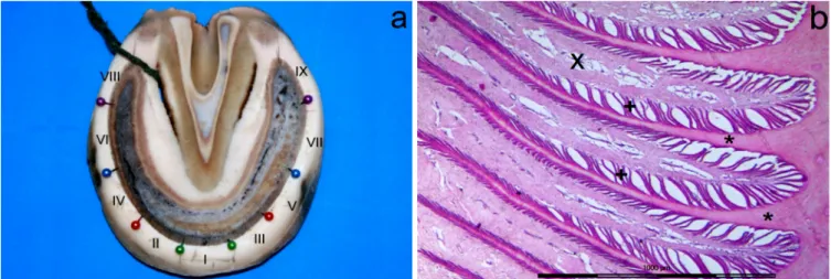 Table 1. Mean and standard deviation of the density of  primary epidermal laminae (number of laminae per  centimeter) in the several regions of the hoof of forelimbs 