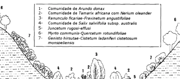 Figura 1.— Transecto da vegema~áa da Ribeira dc Odeleime [Lausá,al. 1992).
