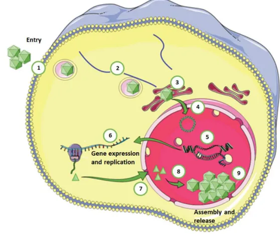 Figure 3. Schematic representation of BKPyV replication cycle. BKPyV infection starts with the attachment of  the virions to the host cell by binding to the ganglioside receptors (mainly GT1b and GD1b)