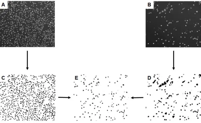 Figure 4. Description of the QuantIF macro. Two pictures of each field must be taken, one corresponding to the  specific staining (infected cells) and the other corresponding to the DAPI staining (total cells), for analysis by the  QuantIF  macro