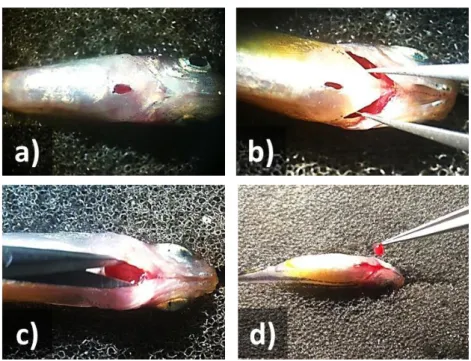 Fig. 6. Illustrative snapshots of heart dissection procedure. Procedure of heart dissection (a-d) is followed  through as described in the previous figure 4, steps a-d