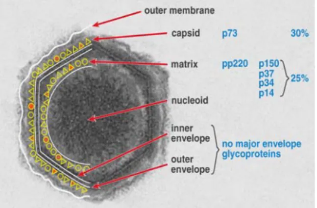 Figure 2 – African Swine Fever virus structure. ASFV particles have a complex  multi-layered structure