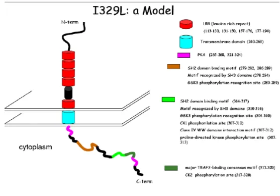 Figure 5 – Hypothetical model for I329L based of bioinformatic tools. TLRs  are extremely rich in leucine residues as well as the conserved region of this  protein