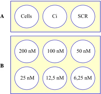 Figure 6 – siRNA experimental design scheme.  A)  We used three controls: 