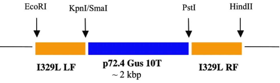 Figure 7 - Cloning strategy of I329L left (LF) and right flanks (RF) into  p72.4 Gus 10T plasmid