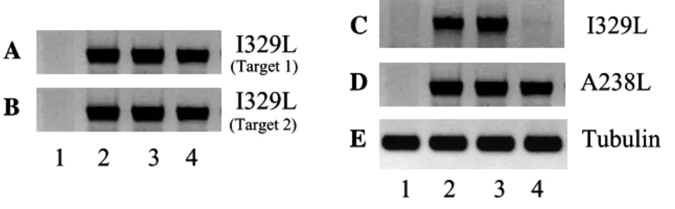 Figure 9 – Expression of I329L after transfection of siRNA targets and  infection with Ba71v
