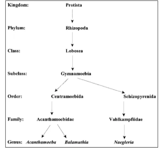 Figure 1. Acanthamoeba phylogenetic scheme (adapted from (1)) 
