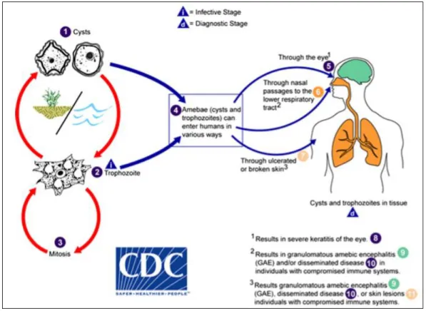 Figure 2. The life cycle of Acanthamoeba spp. in humans (adapted from (14)) 