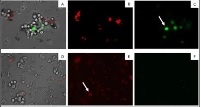 Figure  7  shows  a  set  of  images  where  it  denotes  the  changes  in  the  mitochondrial  membrane  potential