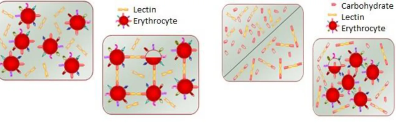 Figure 2: Hemagglutination assay: in Table 1 we see a solution of lectins and erythrocytes, in Table 2 we see the lectins  binding  to  the  surface  carbohydrates  of  the  erythrocytes  promoting  a  network  between  them,  the  inhibition  test  of  he