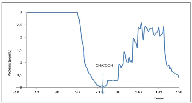 Figure  9:  Lectins  from  Mauritia  flexuosa  chromatogram:  the  first  peak  with  total  proteins  absorbance  reading above 3 in the first minutes, after elution with    CH 3 COOH , the reading of chitin binding proteins gave rise to the  second prote