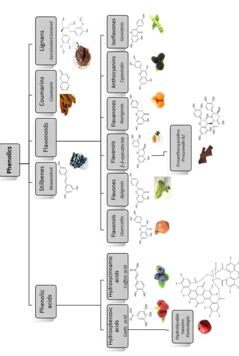 Fig. 2 Main (poly)phenol classes with structure, name of representative compounds (in italic) and examples  of food sources are represented