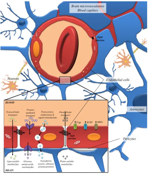 Fig 4. The neurovascular unit. The BBB is composed by endothelial cells, astrocytes and perycites, where  endothelial cells form a boundary between the blood and the CNS
