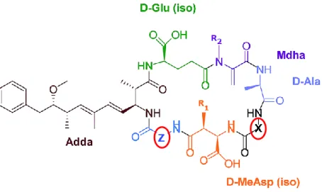 Figure 1.1. Microcystin chemical structure (adapted from Neumann et al, 2016). 