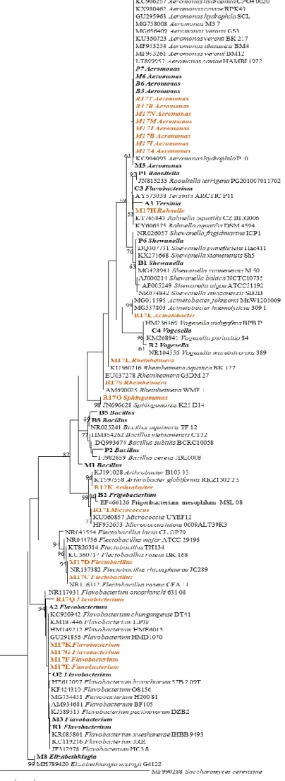 Figure  3.1.  Phylogenetic  analysis  obtained  using  Maximum  Likelihood  method  with  1000  Bootstrap