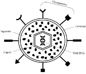 Figure  1.  1.  Schematic  representation  of  the  multilayer  organization  of  herpesvirus  (Adapted  from Prasad and Schmid, 2012)