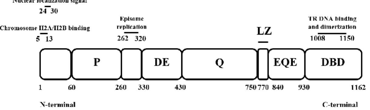 Figure  1.  4.  Schematic  representation  of  kLANA  protein,  divided  by the  different  parts  which  constitute  it,  namely  the  proline-rich  (P),  the  aspartate  and  glutamate  (DE),  the  glutamine  (Q),  the  leucine  zipper  (LZ),  the  gluta