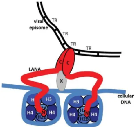 Figure 1. 5. Schematic representation of tethering mechanism of kLANA to a chromosome