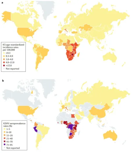 Figure  1.  6.  Geographical  prevalence  of  KS  age-standardized  incidence  rates  per  100.000  (a)  and percentage of seroprevalence of KSHV (b) (From Cesarman et al., 2019).