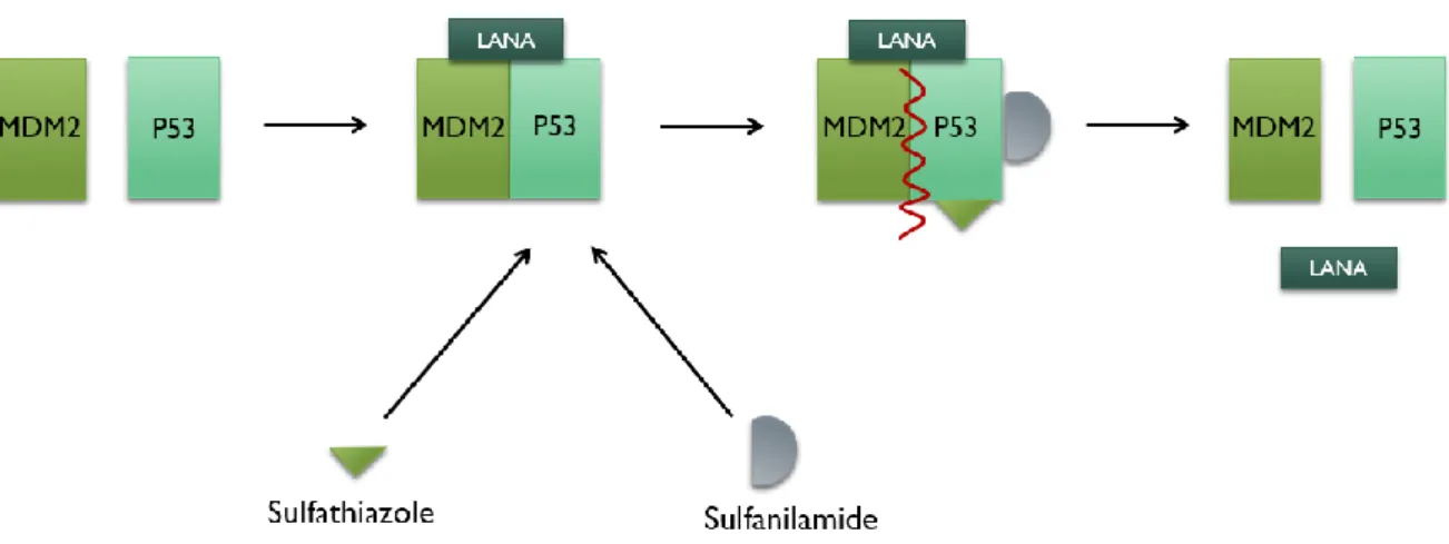Figure  1.  11.  Schematic  representation  of  the  mechanism  of  action  of  sulfathiazole  and  sulfanilamide, acting on the MDM2-p53 complex (Adapted from Angius et al., 2017)