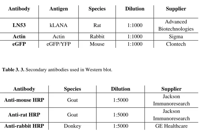Table 3. 3. Secondary antibodies used in Western blot. 