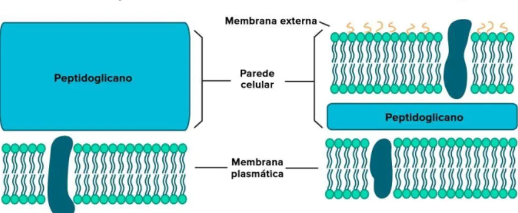 Figura  2 - Esquema da estrutura da parede celular nas Bactérias Gram-positivas e  Gram-negativas