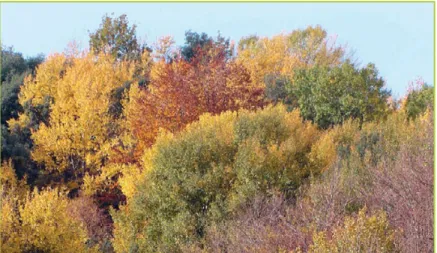 Figura 1 | Floresta de folhosas no Outono.