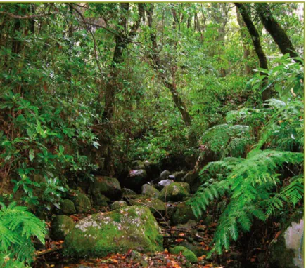 Figura 9 | Floresta Laurissilva da Ilha da Madeira.