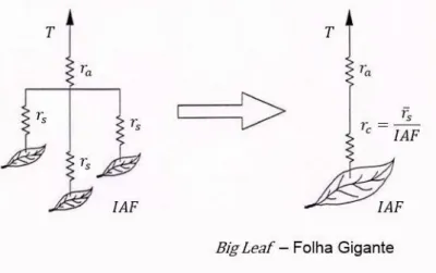 Figura 2.4. Representação esquemática do modelo da folha gigante (Adaptado de Monteith, 1973 e Jones, 2014) 