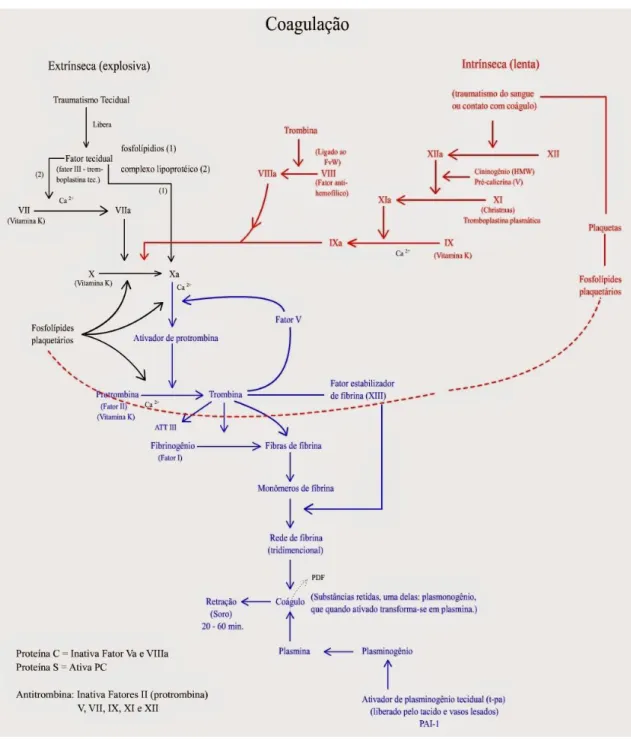 Figura 5 – Cascata de Coagulação