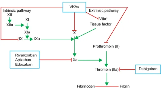 Figura 6 – Anticoagulantes – Esquema do mecanismo de acção