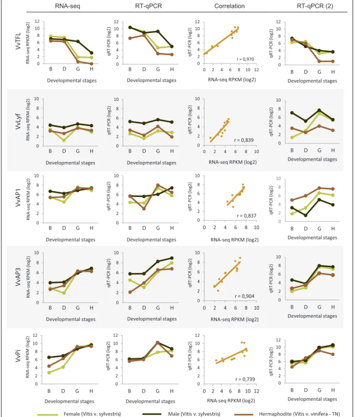 Figure 8 Transcript quantification of five genes related to flower development. TERMINAL FLOWER (VvTFL); LEAFY (VvLyf); APETALA 1 (VvAP1), APETALA 3 (VvAP3) and PISTILLATA (VvPI) in female, male and hermaphrodite flower buds, according to developmental sta
