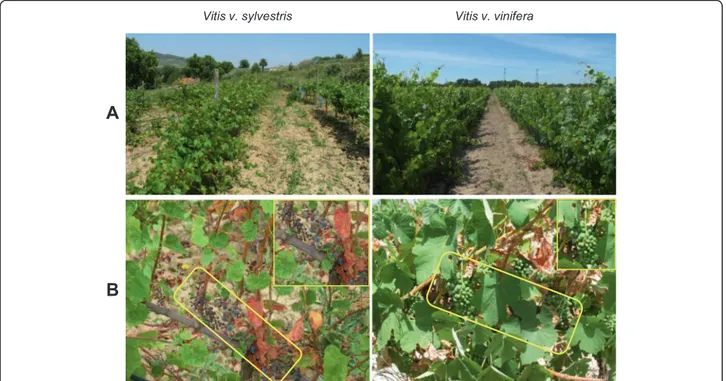 Figure 1 Morphologic aspects of V. v. sylvestris and V. v. vinifera plants. (A) Aspect of both Vitis in field (collection); (B) Aspect of the two kinds of berry produced