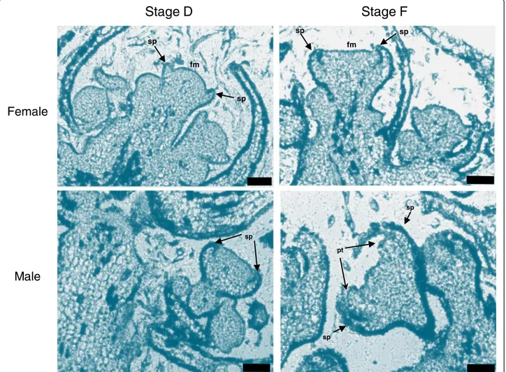 Figure 2 Bright-field micrographs of longitudinal sections of V. v. sylvestris inflorescence