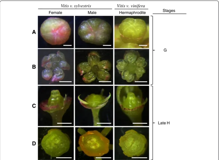 Figure 3 Floral buds of V. v. sylvestris (female and male) and V. v. vinifera . (A) Top view of floral buds; (B) Stamens after the petals were removed; (C) Pistil; (D) Top view of the ovaries where it is possible to see 4 ovules in all the sexes