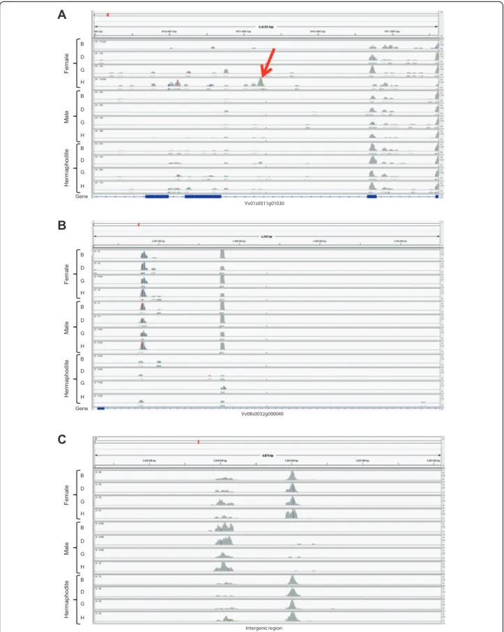 Figure 7 Examples of putative exons in Vitis transcriptomes as well as intergenic RNAs