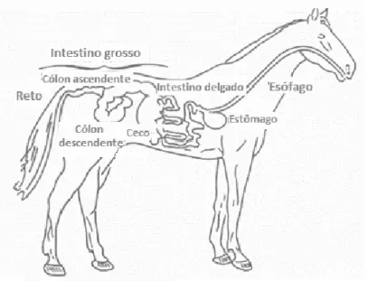 Figura 2.8- Representação esquemática do sistema digestivo do equino. 