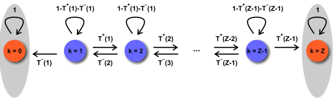 Figure 3.2: Markov chain representing the discrete stochastic process that describes the evolutionary dynamics of finite populations