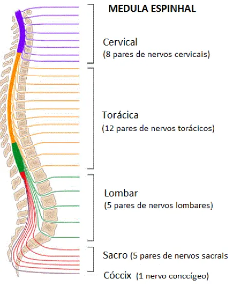 Figura 1 - Vista lateral da distribuição dos nervos espinhais 