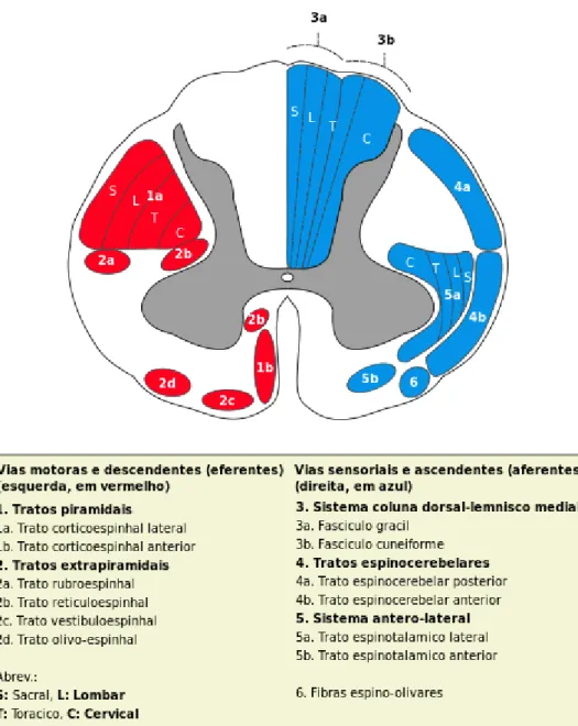 Figura 2: Organização espacial das áreas motoras e sensitivas da medula espinhal  Fonte: Kandel et al