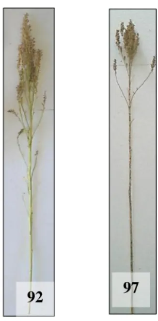 Figura  8:  Estádios  fenológicos  secundários  da  quinoa  (Chenopodium  quinoa  Willd.)  incluídos  no  estádio  principal  9:  senescência,  segundo  a  escala  BBCH