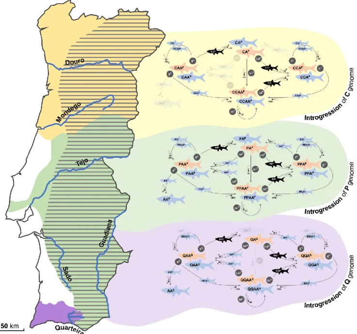 Figure  2.  Distribution  ranges  of  S.  alburnoides  (dashed),  S.  carolitertii  (yellow),  S