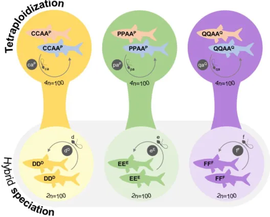 Figure  3.  Tetraploidization  and  consequent  arising  of  new  independent  sexual  species  through  hybrid  speciation, following genome diploidization